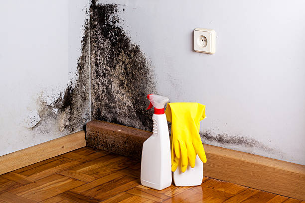 Best Localized Mold Remediation (e.g., coastal areas, humid climates) in Milwaukie, OR