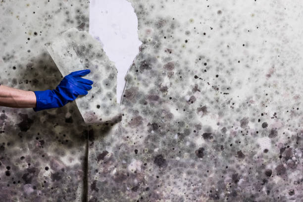 Best Black Mold Remediation in Milwaukie, OR